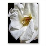 White Rose Macro Photography | Unframed Canvas Vertical Print | Biophilic Wall Art Decor