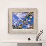 Kissed by Rain — White Spirea Flowers with Raindrops Macro Photography | Biophilic White Floral Canvas Wall Art | Unframed Horizontal Print