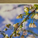 Kissed by Rain — White Spirea Flowers with Raindrops Macro Photography | Biophilic White Floral Canvas Wall Art | Unframed Horizontal Print