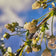Kissed by Rain — White Spirea Flowers with Raindrops Macro Photography | Biophilic White Floral Canvas Wall Art | Unframed Horizontal Print