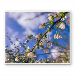 Kissed by Rain — White Spirea Flowers with Raindrops Macro Photography | Biophilic White Floral Canvas Wall Art | Unframed Horizontal Print