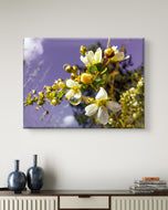 White Spring Blossom with Raindrops | Macro Floral Photography | Horizontal Gallery Wrapped Canvas | Modern Botanical Wall Art Décor