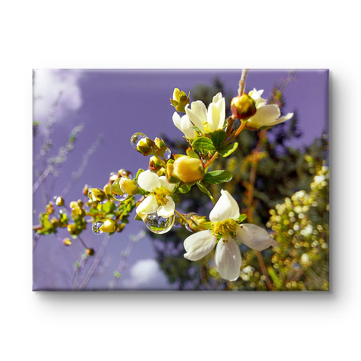 White Spring Blossom with Raindrops
