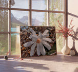 White Star Magnolia Blossom Photography Canvas Set of 4 | Unframed Horizontal Prints | Biophilic Décor for Living Room, Bedroom & Office