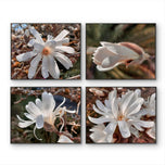 White Star Magnolia Blossom Photography Canvas Set of 4 | Unframed Horizontal Prints | Biophilic Décor for Living Room, Bedroom & Office