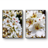 White Cherry Blossom Canvas Wall Art Set of 2 | Unframed Vertical Authentic Nature Photography for Biophilic Decor
