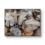 Winter Frost Foliage Canvas Print | Calm & Cozy Biophilic Wall Art