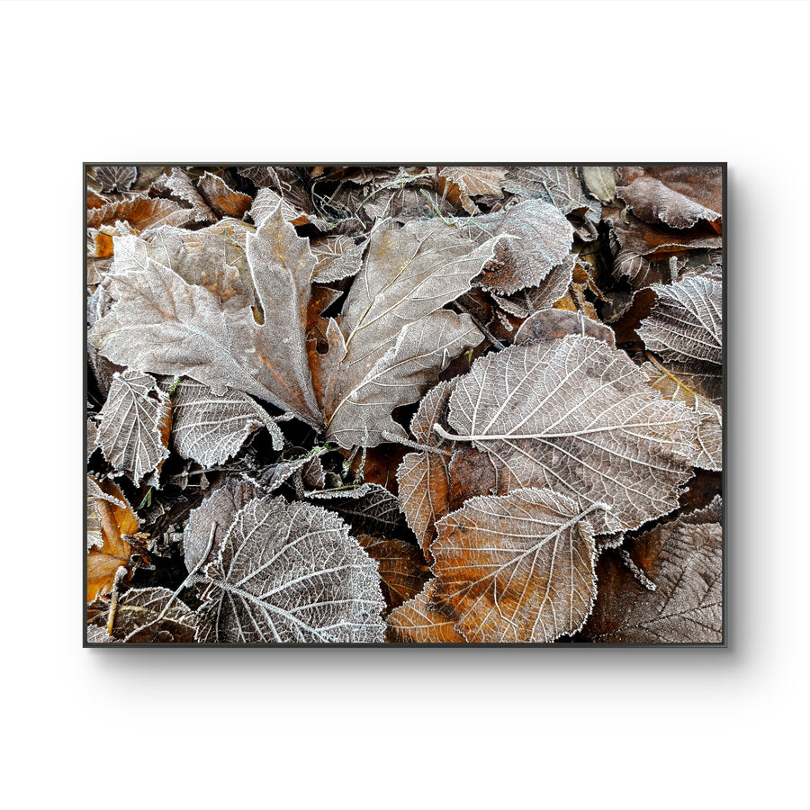 Winter Frost Foliage Canvas Print