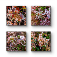 Winter Frost Leaves Photography Print Set of 4 | Unframed Canvas Wall Art | Biophilic Nature Decor | Square Macro Botanical Prints | Holiday Gift