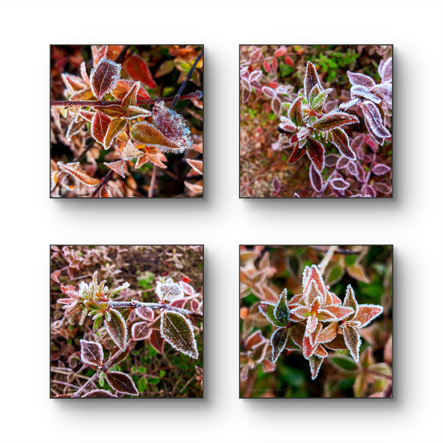 Winter Frost Leaves Photography Print Set of 4