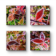 files/Winter-Frost-Red-Leaves-Authentic-Macro-Photography-Unframed-Canvas-Square-Print-Set-of-4-Biophilic-Wall-Decor_4.jpg