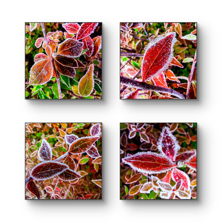 Winter Frost Red Leaves Authentic Macro Photography