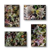 files/Winter-Frosty-Leaves-Authentic-Macro-Photography-Unframed-Canvas-Mixed-Orientation-Print-Set-of-4-Biophilic-Wall-Decor_10_e53c5a24-6712-4ca3-a6f1-00d7464f599f.jpg
