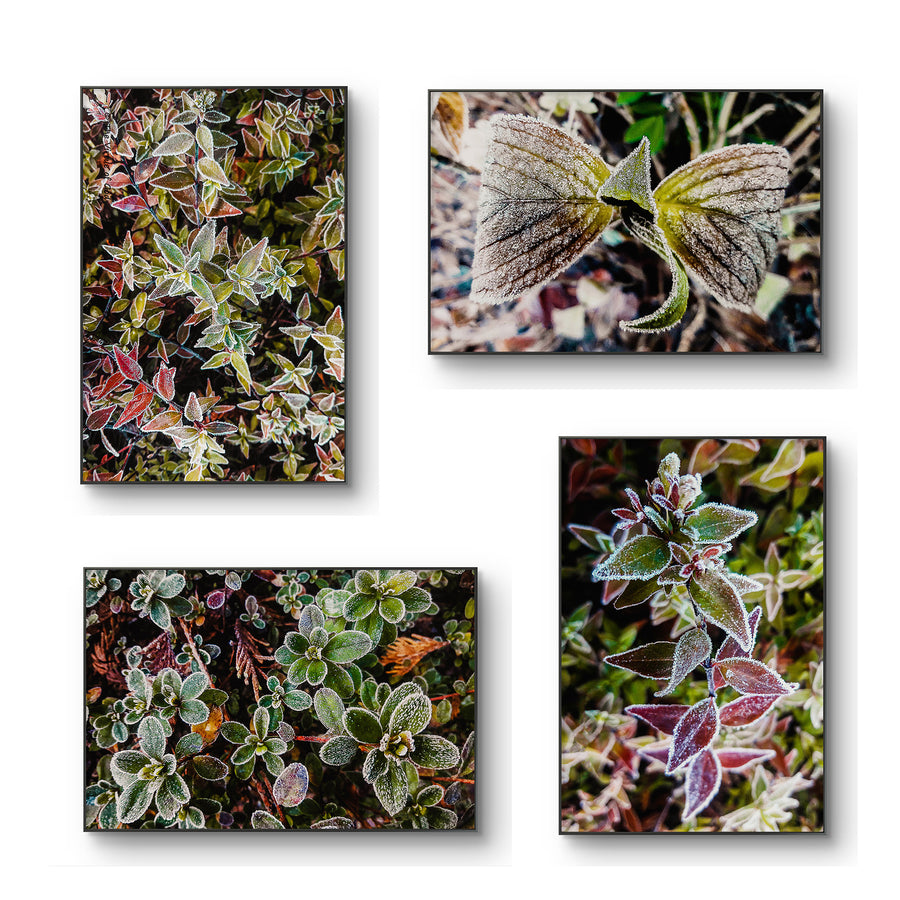 Winter Frosty Leaves Authentic Macro Photography
