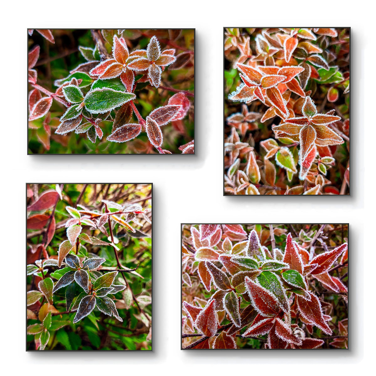 Winter Frosty Leaves Authentic Macro Photography