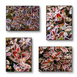 Winter Frosty Leaves Authentic Pacific Northwest Nature Photography | Canvas Wall Art Set of 4 | Vertical & Horizontal Unframed Prints | Biophilic Home Decor | Holiday Gift