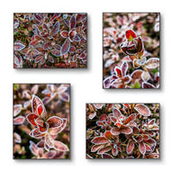 Winter Frosty Leaves Authentic Pacific Northwest Nature Photography | Canvas Wall Art Set of 4 | Vertical & Horizontal Unframed Prints | Biophilic Home Decor | Holiday Gift