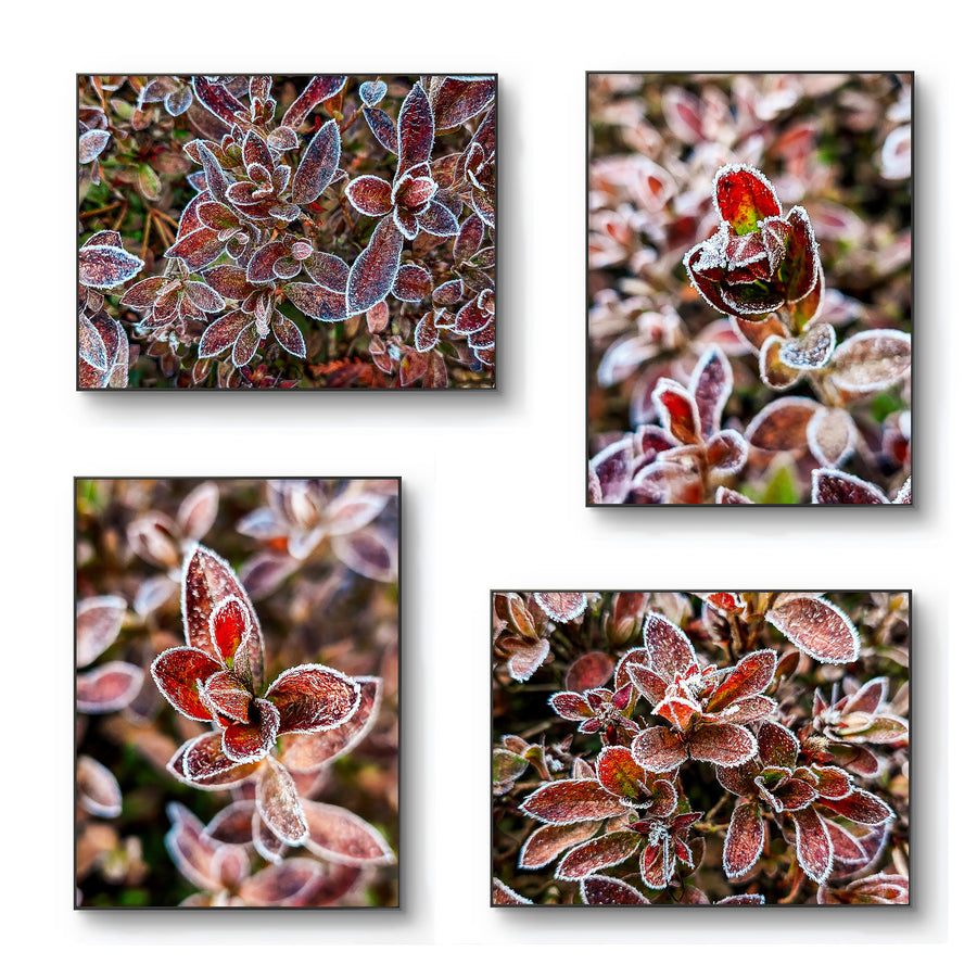 Winter Frosty Leaves Authentic Pacific Northwest Nature Photography