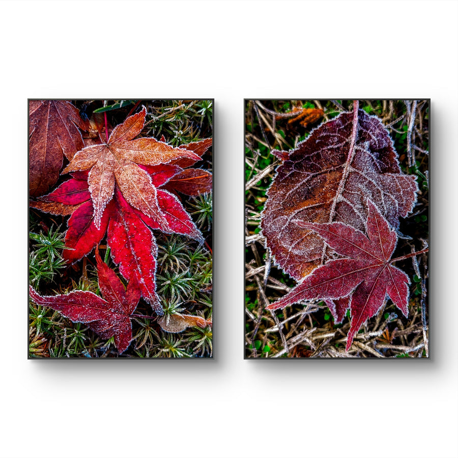 Winter Frosty Maple Leaves Authentic Macro Photography