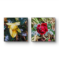 files/Winter-Frozen-Roses-with-Snow-Authentic-Macro-Photography-Unstretched-Canvas-Square-2-Prints-Set_6.jpg