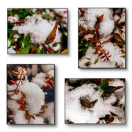 Winter Snowy Bushes | Authentic Macro Photography | Canvas Print Set of 4 | Biophilic Wall Art