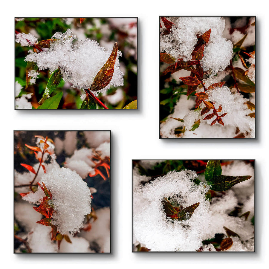 Winter Snowy Bushes