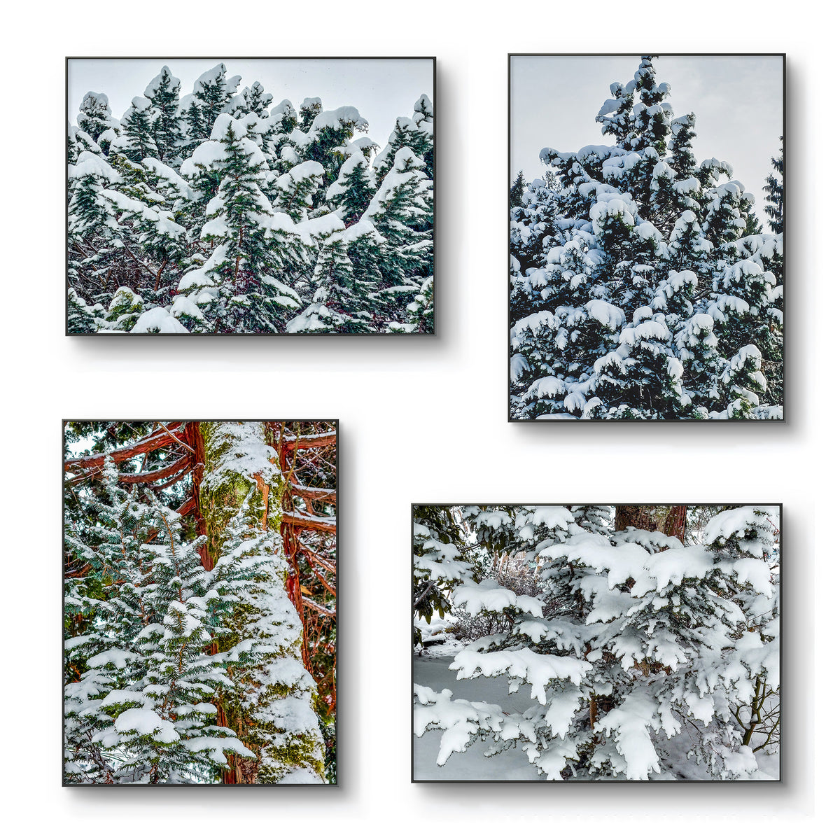 Winter Snowy Evergreen Trees Authentic Photography