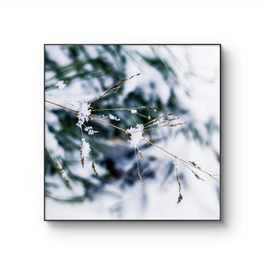 Winter Snowy Grass Authentic Macro Photography