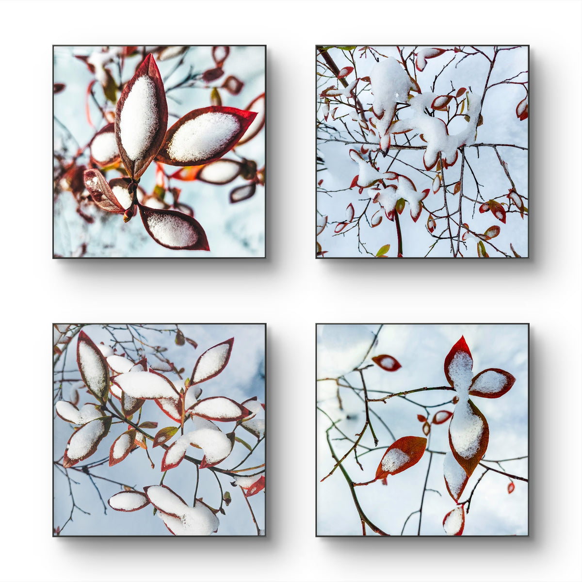 Winter Snowy Red Foliage Authentic Macro Photography