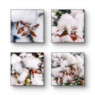 Winter Snowy Red Foliage Canvas Print Set of 4 | Authentic Macro Photography | Unstretched Square Wall Art Biophilic Decor