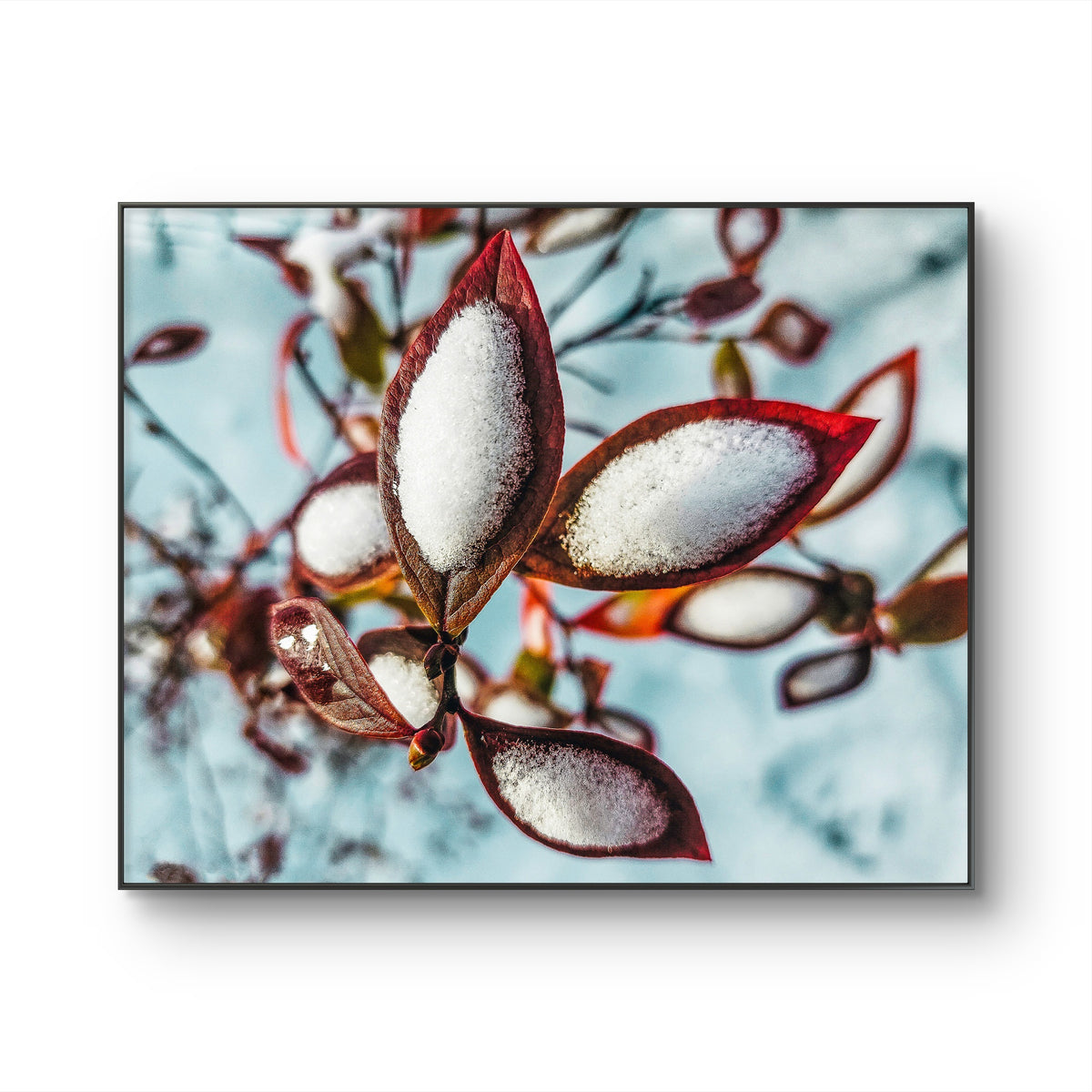 Winter Snowy Red Leaves Authentic Macro Nature Photography Print on Unframed Horizontal Canvas