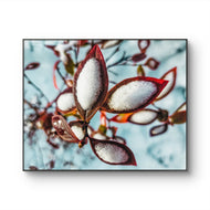 Winter Snowy Red Leaves Authentic Macro Nature Photography Print on Unframed Horizontal Canvas  | Biophilic Wall Art Decor | Holiday Gift