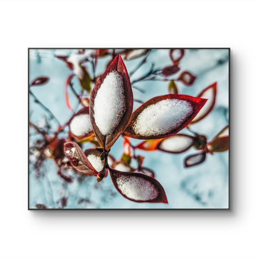 Winter Snowy Red Leaves Authentic Macro Nature Photography Print on Unframed Horizontal Canvas