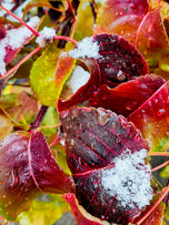 Winter Snowy Red Leaves Canvas Print Set | Macro Photography Wall Art | 3 Piece
