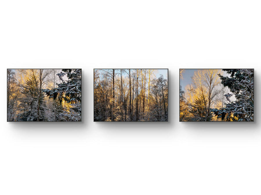 Winter Sunrise Forest Canvas Set of 3