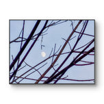 Winter Tree Branches Canvas Print | Blue Sky White Moon | Authentic Nature Photography | Biophilic Wall Art | Unframed Horizontal | Holiday Gift