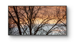 Winter Trees Against Golden Sunset Sky - Unframed Canvas Print - Horizontal Panoramic Nature Photography - Biophilic Wall Art Decor - 3 Sizes