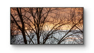 Winter Trees Against Golden Sunset Sky - Unframed Canvas Print - Horizontal Panoramic Nature Photography - Biophilic Wall Art Decor - 3 Sizes