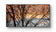 Winter Trees Against Golden Sunset Sky - Unframed Canvas Print - Horizontal Panoramic Nature Photography - Biophilic Wall Art Decor - 3 Sizes