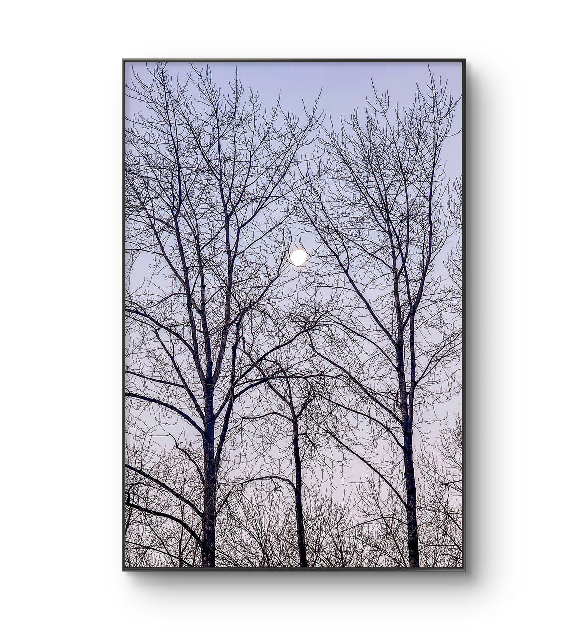 Winter Trees and Moon Authentic Nature Photography