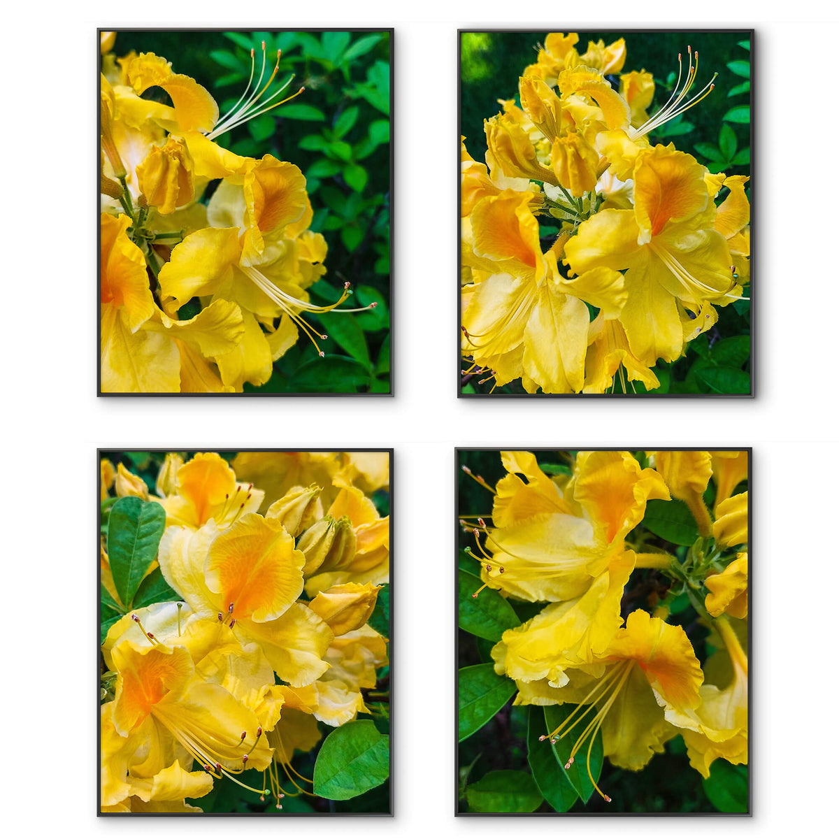 Yellow Rhododendron Flowers Canvas Wall Art Set of 4