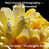 Yellow Rose Macro Photography Print | Unframed Horizontal Floral Wall Art
