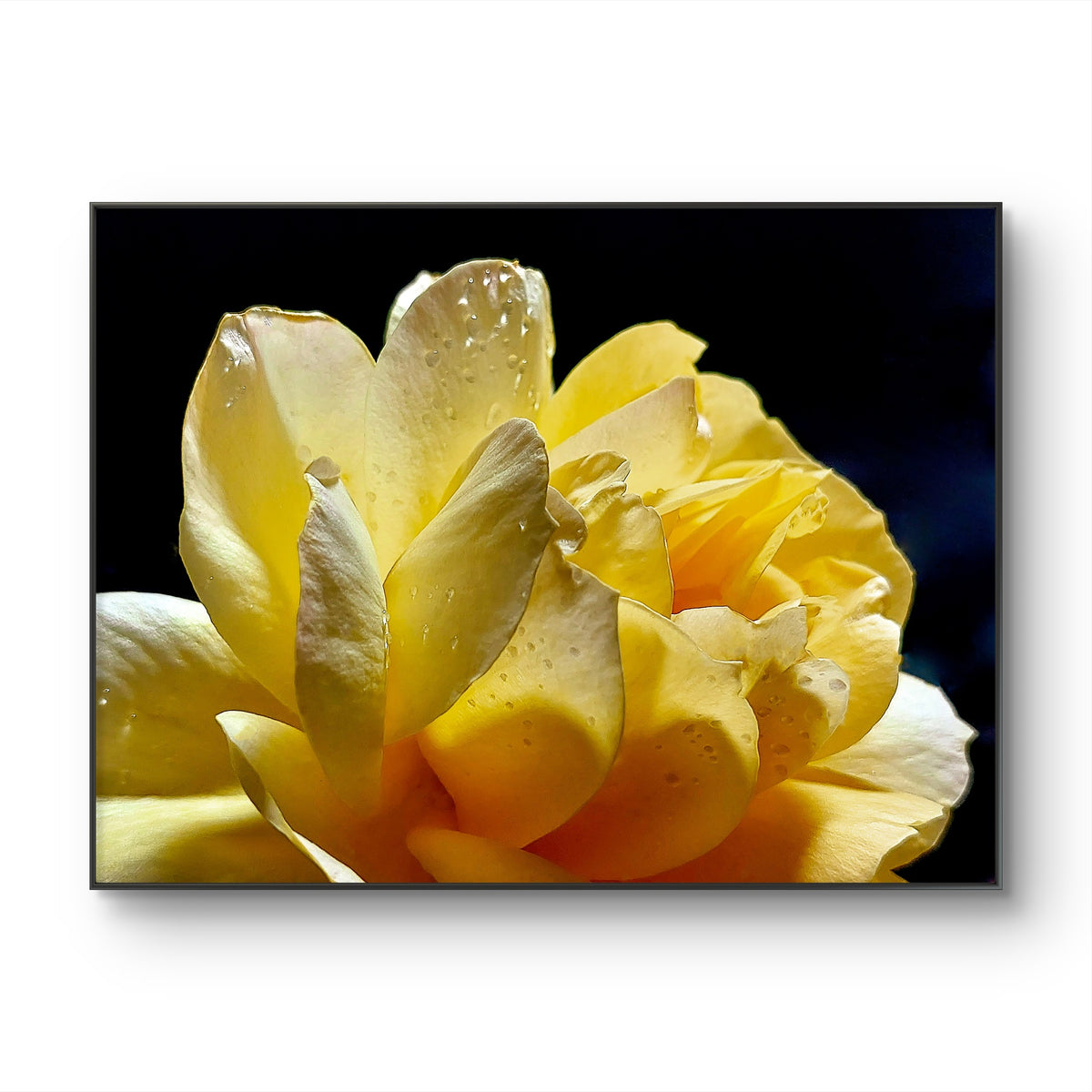 Yellow Rose Macro Photography Print