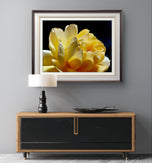Digital 2 Prints 4x3 & 16x9 Ratios | Yellow Rose Flowers Authentic Macro Photography | Instant Download for Home Wall Art Decor & Multi-Device Wallpapers