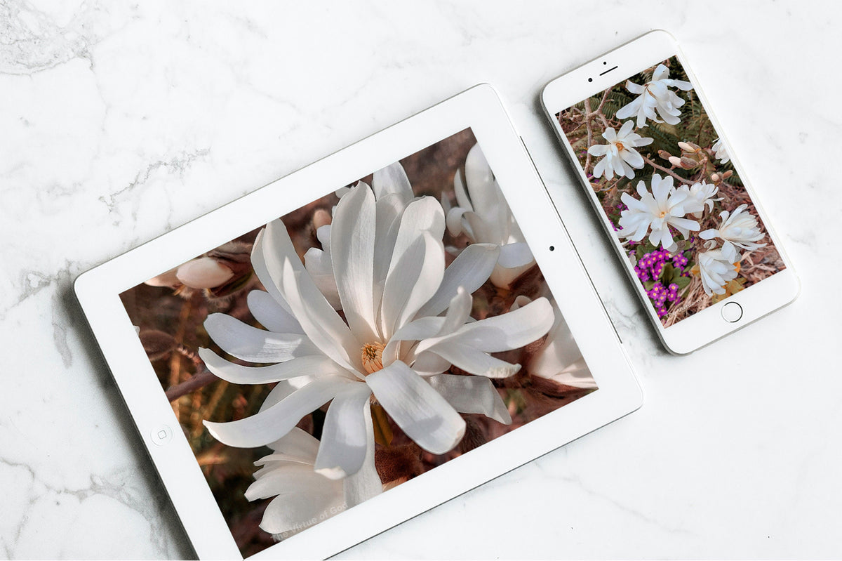 Digital Bundle 20 Prints Set-Star Magnolia Flowers-Closeup Photography- Gallery Wall Art Home Décor-Instant Download Multi-Device Wallpaper