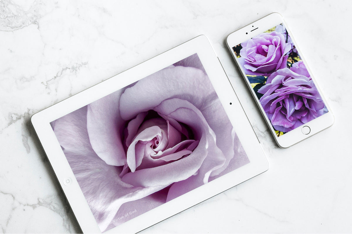 Digital Bundle 6 Prints Set-Closeup Photography Floral Gallery Wall Home Décor-Purple Roses Posters-Instant Download Multi-Device Wallpapers