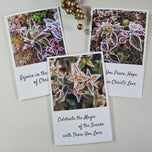 Winter Frost Covered Leaves Original Photography Greeting Cards | Blank Note Cards Set of 4 with Envelopes | 5" × 7" Canvas Paper