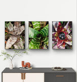 Vibrant Succulent Plants Authentic Closeup Photography Wall Art | Vertical Unframed Canvas Prints Set of 3 | Biophilic Home Office Décor