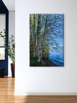 Tranquil Birch Trees by Mountain Lake | Authentic Nature Photography | Vertical Gallery Wrapped Canvas | Living Room, Office, or Cabin Wall Art