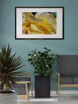 Digital 2 Prints 4x3 & 16x9 Ratios | Yellow Rose Flowers Authentic Macro Photography | Instant Download for Home Wall Art Decor & Multi-Device Wallpapers